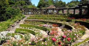 Berkeley Rose Garden